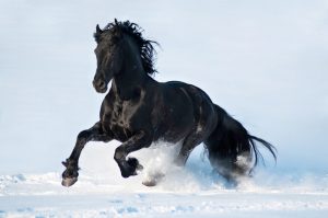A side shot of a black horse galloping in the white snow.